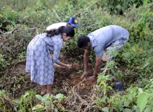 Derana Wenuwen Akuresse Ruk Roopana-Akuressa Ajith (10).jpg