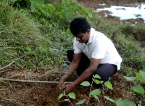 Derana Wenuwen Akuresse Ruk Roopana-Akuressa Ajith (25).jpg