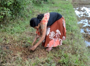 Derana Wenuwen Akuresse Ruk Roopana-Akuressa Ajith (26).jpg