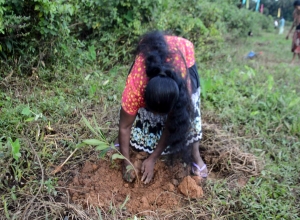 Derana Wenuwen Akuresse Ruk Roopana-Akuressa Ajith (27).jpg