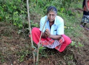 Derana Wenuwen Akuresse Ruk Roopana-Akuressa Ajith (28).jpg
