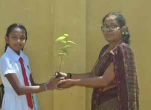 matara, weligama sumangala balika vidayalaya - 6 wasara - yoshani chamindi.jpg